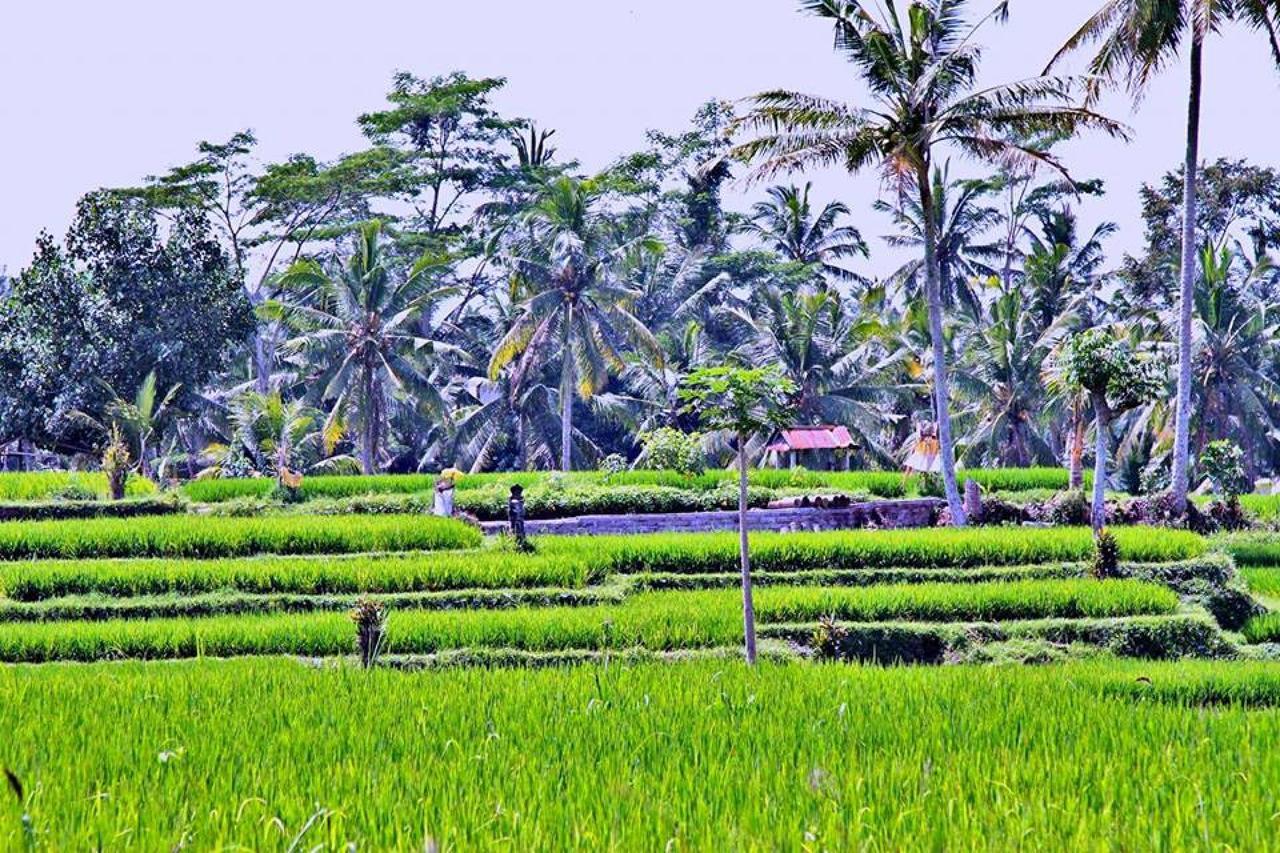 White Villa Ubud Экстерьер фото
